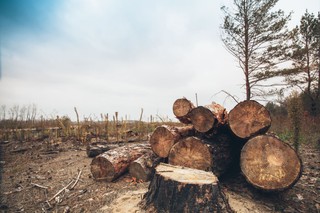 Codziennie Europa traci tereny zielone o wielkości... 600 boisk piłkarskich. Polska w czołówce zestawienia