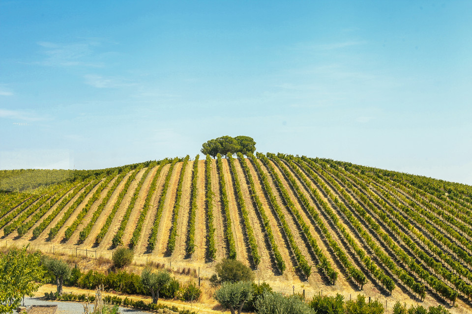 Winnica, Alentejo