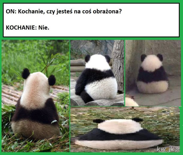 Najlepsze memy o pandach