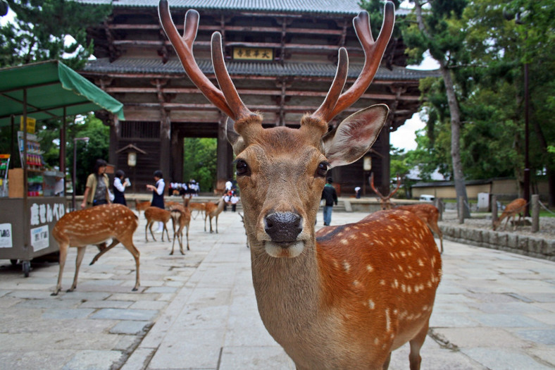 <strong>Nara – miasto jeleni</strong>
<br></br>
Nara leży na południe od Kioto, niecałe dwie godziny pociągiem z Tokio. Była pierwszą, starożytną stolicą Japonii (od 710 do 784 roku) – miasto znane było wówczas jako Heijo-Kyo. 
<br></br>
Dziś, z ośmioma obiektami wpisanymi na Listę Światowego Dziedzictwa UNESCO, Nara jest drugim po Kioto repozytorium dziedzictwa kulturowego Japonii. Najważniejszym tutejszym zabytkiem jest Daibutsu (Wielki Budda), jeden z najbardziej imponujących widoków Japonii, który nieustannie rywalizuje o popularność z takimi symbolami jak góra Fuji i Złoty Pawilon w Kioto. Wielki Budda znajduje się w Tōdai-ji, świątyni położonej, jak przystało na Japonię, pośród kojącej zieleni. To miejsce niezwykłe, w którym można odpocząć pośród oswojonych jeleni.
<br></br>
Jak to się stało, że zwierzęta czują się tu tak bezpiecznie? Według miejscowej mitologii, 1300 lat temu bóstwo o imieniu Takemikazuchi, przybyło do miasta na białym jeleniu, aby działać jako jego obrońca. Od tego czasu jeleniom wolno tu dosłownie wszystko. Zwierzęta, namaszczone jako narodowe skarby, swobodnie wędrują pośród świątyń, pagód i zalesionych parków. Mogą też swobodnie chodzić po ulicach i wchodzić do sklepów, chętnie też zjedzą lunch z jednym z podróżnych – oczywiście na jego koszt. 
<br></br>
Pierwsze spotkanie z jeleniem prawdopodobnie odnotujemy, gdy tylko wysiądziemy z pociągu. Może jednak minąć trochę czasu, zanim poczujemy się swobodnie. Zwierzęta mogą bowiem dołączyć do podróżnych w windzie lub w publicznej toalecie. Jeśli akurat przechodzą przez ulicę, samochody zatrzymają się, a lokalna policja wstrzyma ruch do czasu, aż postanowią się oddalić. Bardzo oryginalny szok kulturowy – trzeba to przyznać!
<br></br>
<a  href=