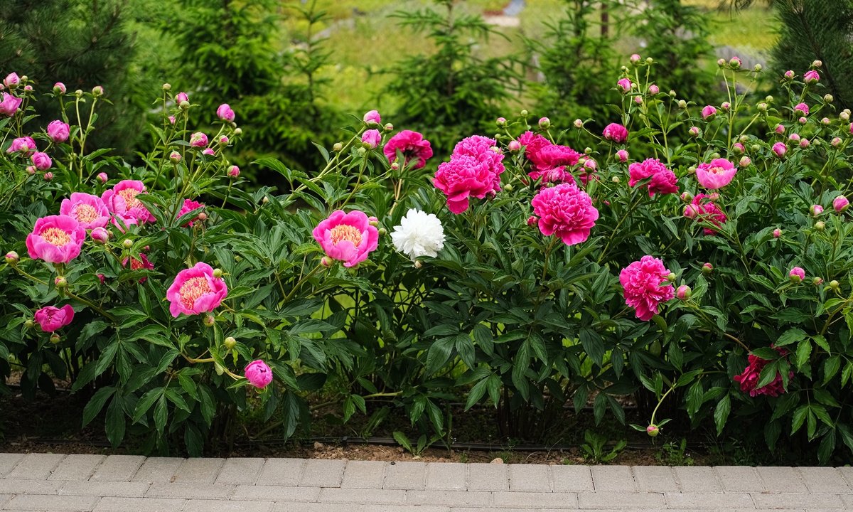 Koniecznie zastosuj ten nawóz w marcu. w okresie piwonie obsypią się kwiatami