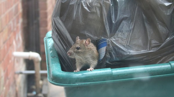 Mieszkańcy bloków czy kamienic często w dobrej wierze wyrzucają resztki pożywienia, myśląc, że zjedzą je ptaki albo bezdomne koty. Nic bardziej mylnego. To właśnie szczury najczęściej organizują sobie stołówkę w takich miejscach.
