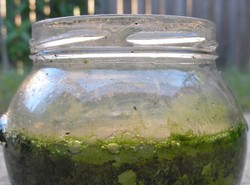 Modni Brytyjczycy piją z musztardówek