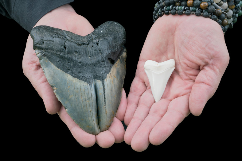 Ząb megalodona (po lewej) vs ząb żarłacza białego. 
