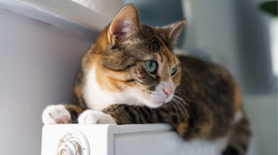 Dlaczego kot lubi leżeć na kaloryferze? Tak wyjaśniają to naukowcy