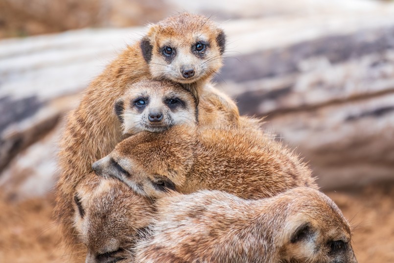 Quiz biologia przyroda zwierzęta pustynia Kalahari A,Group,Of,Cute,Meerkats.,Meerkat,Family,Are,Sunbathing.,Meerkat