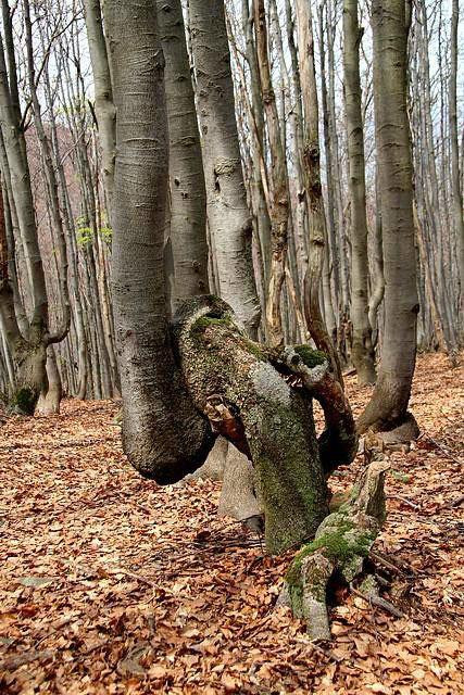 Galeria Polska - Bieszczady, obrazek 24