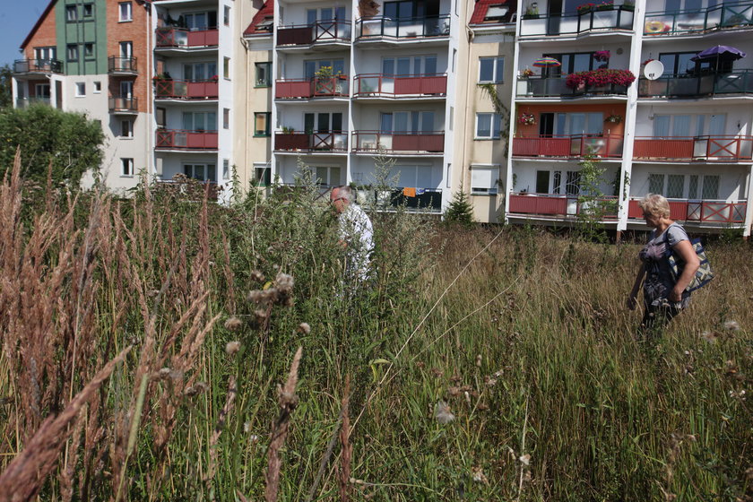 Zarośnięte trawniki na Suchaninie