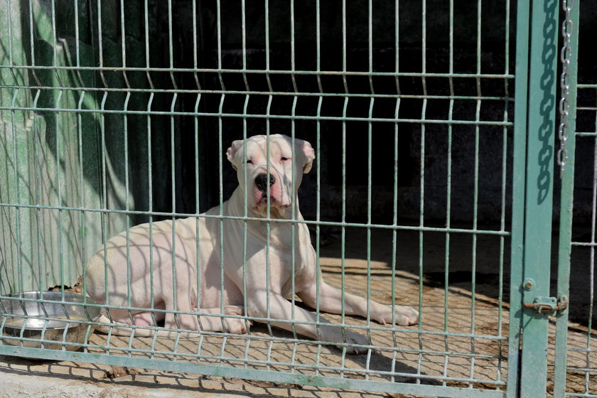 Amstaff zjadał panią 