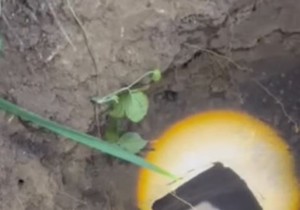 Pas upao u septičku jamu