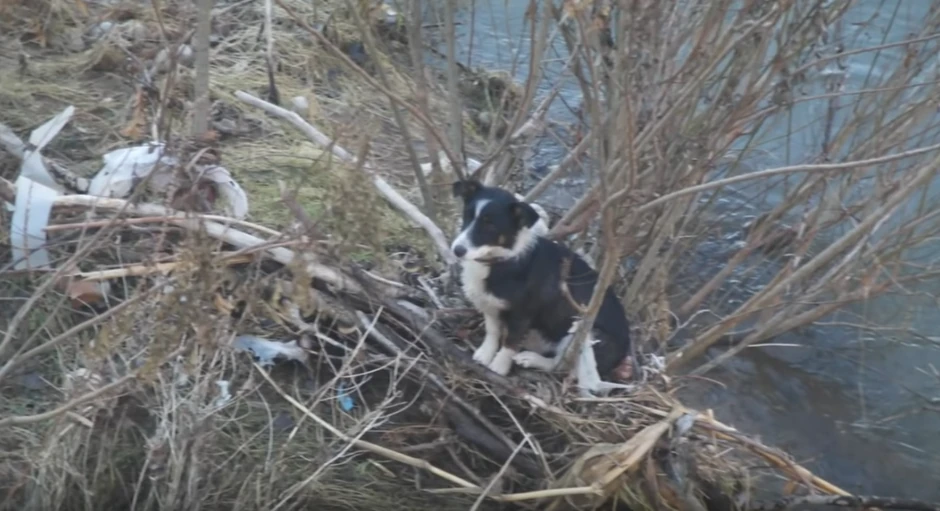 Pas je ostao zarobljen na rečnom ostrvcetu