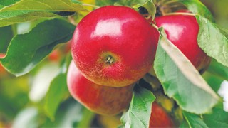 Słabsze zbiory zbóż, warzyw i owoców zwiastują wzrosty cen