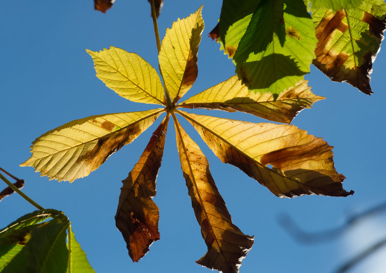 Spadające liście kasztanowca wyznaczają początek jesieni fenologicznej