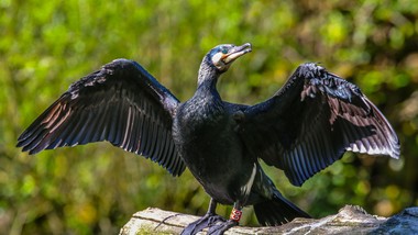 Bardzo trudny quiz z polskich ptaków. 20/20 tylko dla orłów
