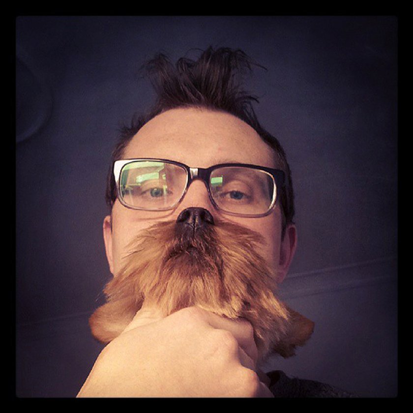 Cats Dogs Beards Kocio-psie brody