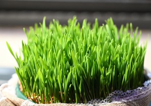 Sutra se sadi božićna pšenica, uz ove savete će vam biti gusta i bujna