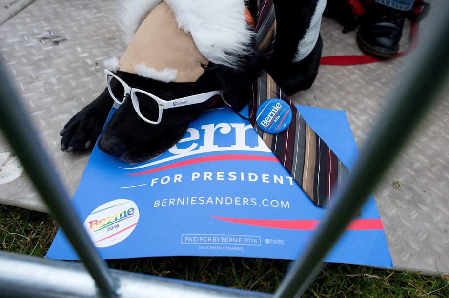 Nawet psy podczas wyborów w USA są upolitycznione