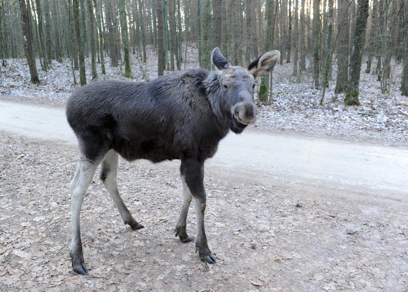 Łosie będą w nocy świecić na Mazurach