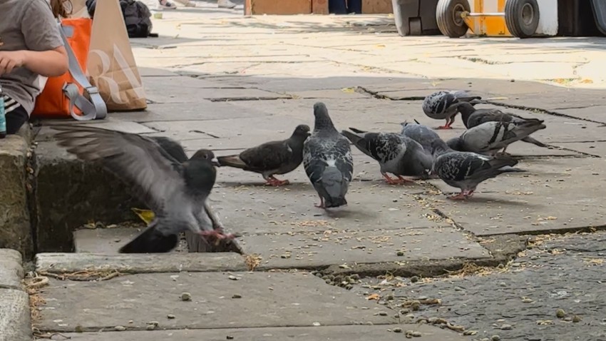Golubovi na stanici Jork | Foto: Cathy killick/BBC