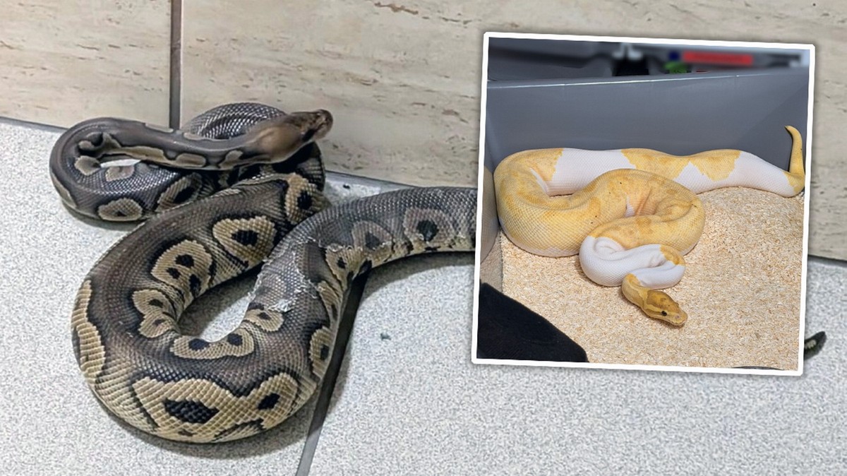 Najpierw wypełzł jeden. Potem okazało się, że w piwnicy jest cała hodowla