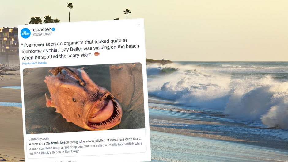 Przerażające znalezisko na kalifornijskiej plaży (screen: Twitter.com/@usatoday)