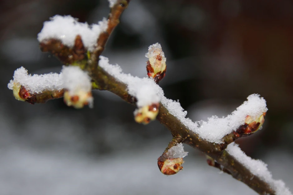 Do sada najtoplija zima u Evropi: februar u Oksfordširu