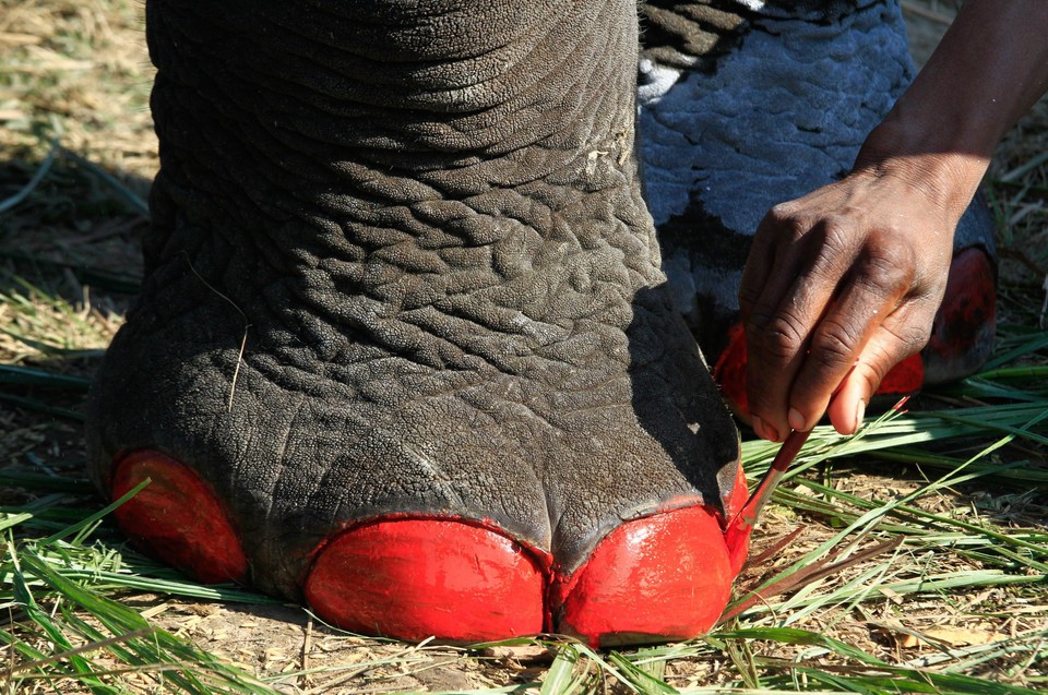 NEPAL ELEPHANT FOOTBAL