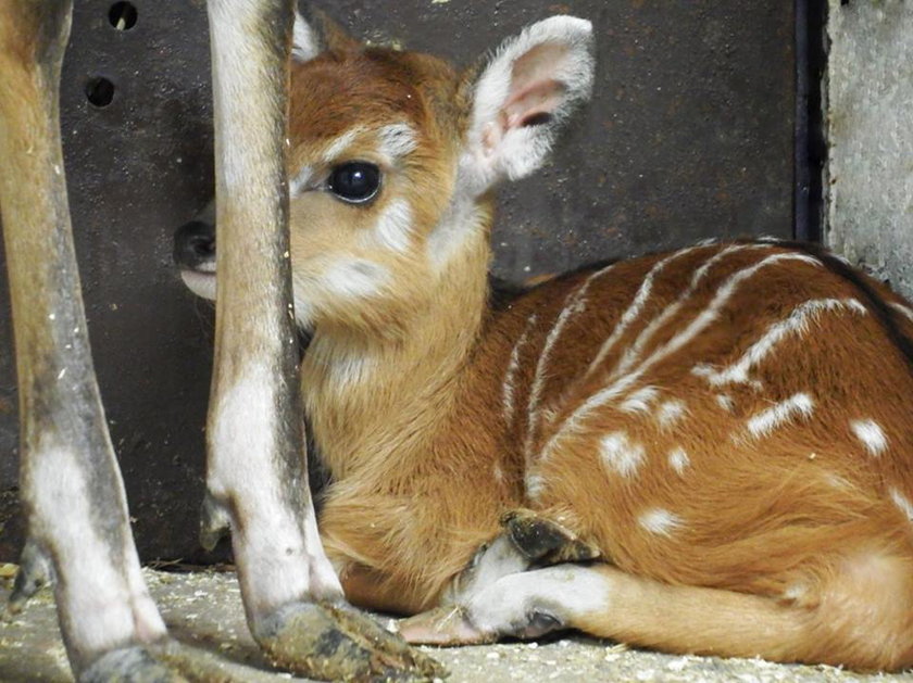 Narodziny sitatungi w śląskim zoo