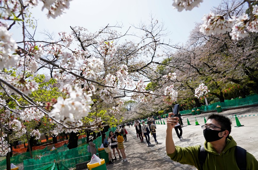 Cvetanje trešnji u Japanu - Tokio
