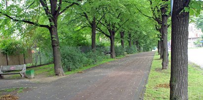 Mieszkańcy uratowali wiekowe lipy