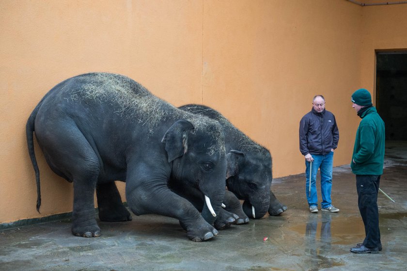 Nowe słonie w chorzowskim zoo