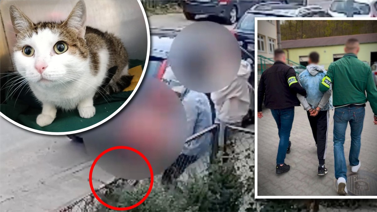 Kopnął kotka, by sobie poszedł. Policja skuła 20-latka w kajdany. Grozi mu długie więzienie