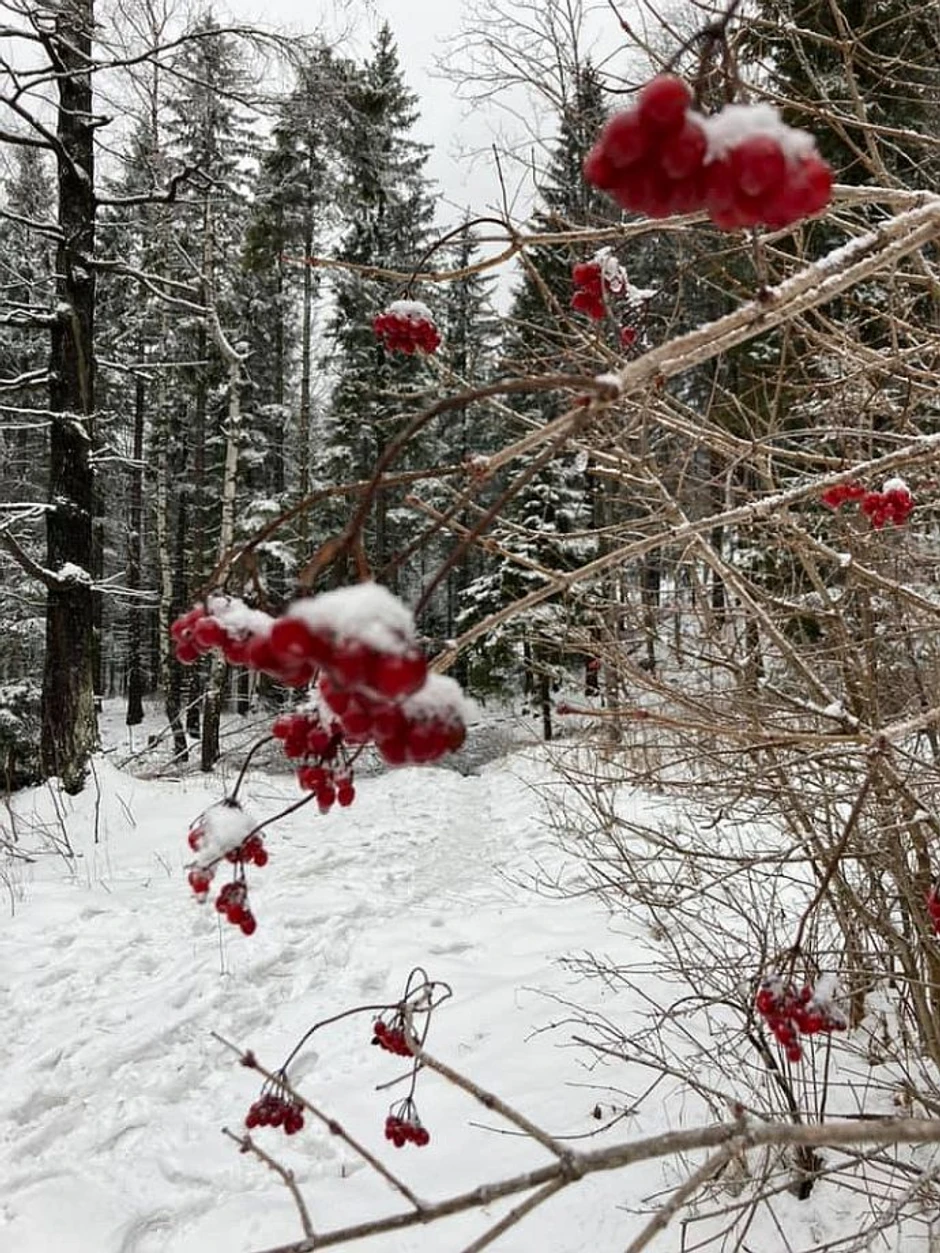 Radinka Danilov Šehović 