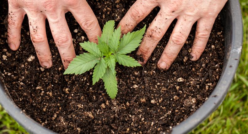 How difficult is it to grow weed? (Macleans)