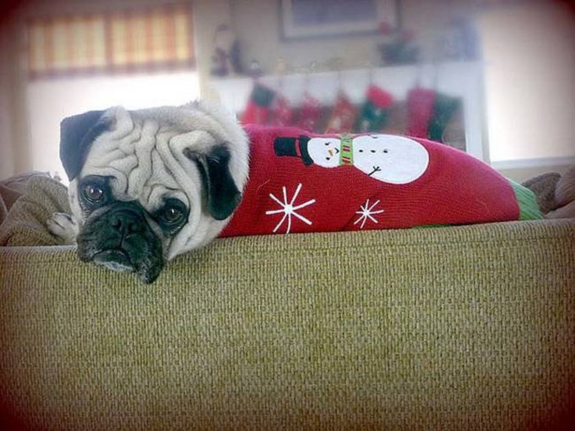 Psy w przebraniach świątecznych