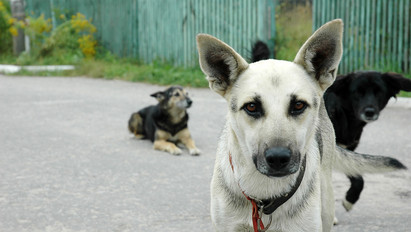 Rémisztő adat: több százezer kóbor kutya él jelenleg Magyarországon