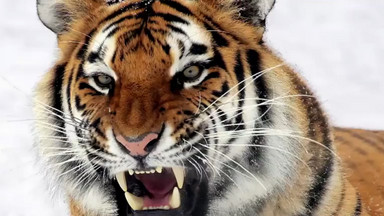 Kobieta pozwała park safari za to, że kiedy wyszła z samochodu, zaatakował ją tygrys