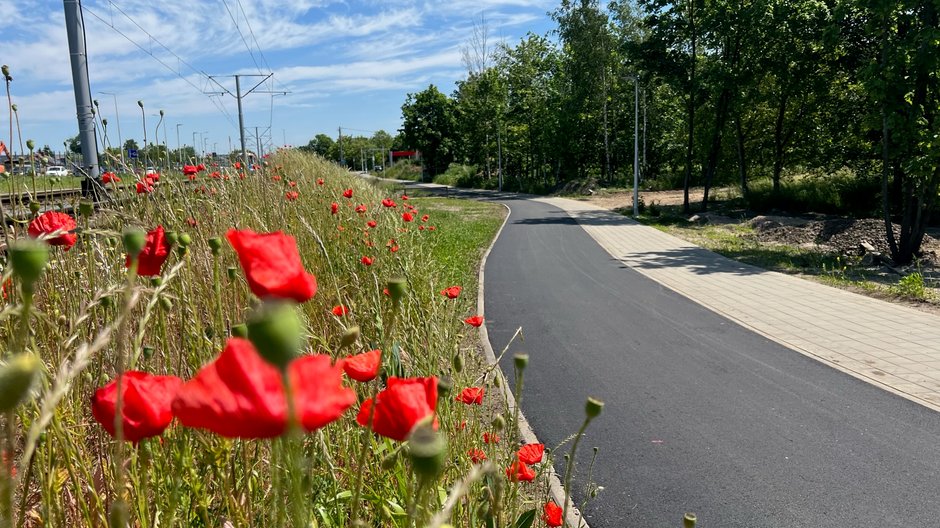 Drogą rowerową można przejechać obok pięknych maków