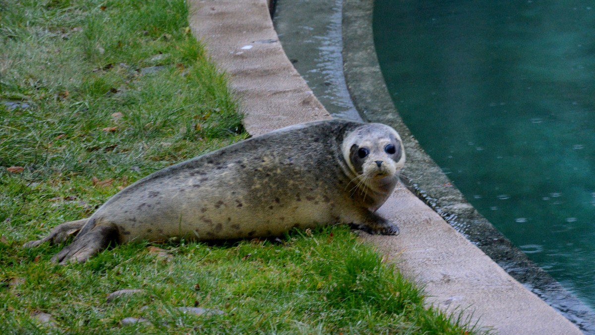 Trzy nowe foki zamieszkały we wrocławskim zoo