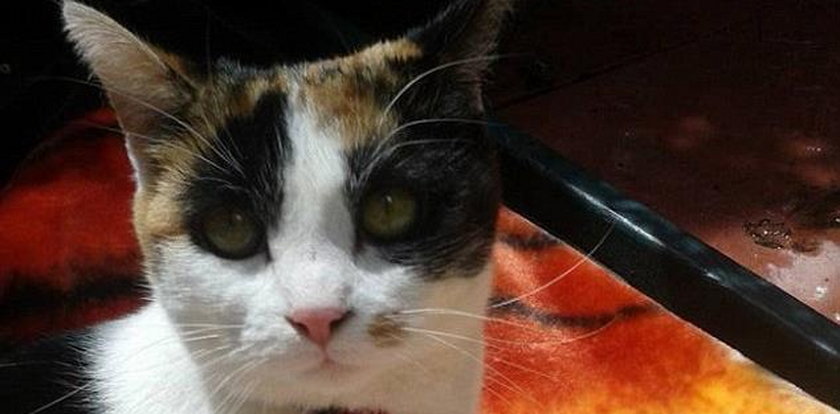 Obrońca praw zwierząt włożył kota do suszarki. W zemście