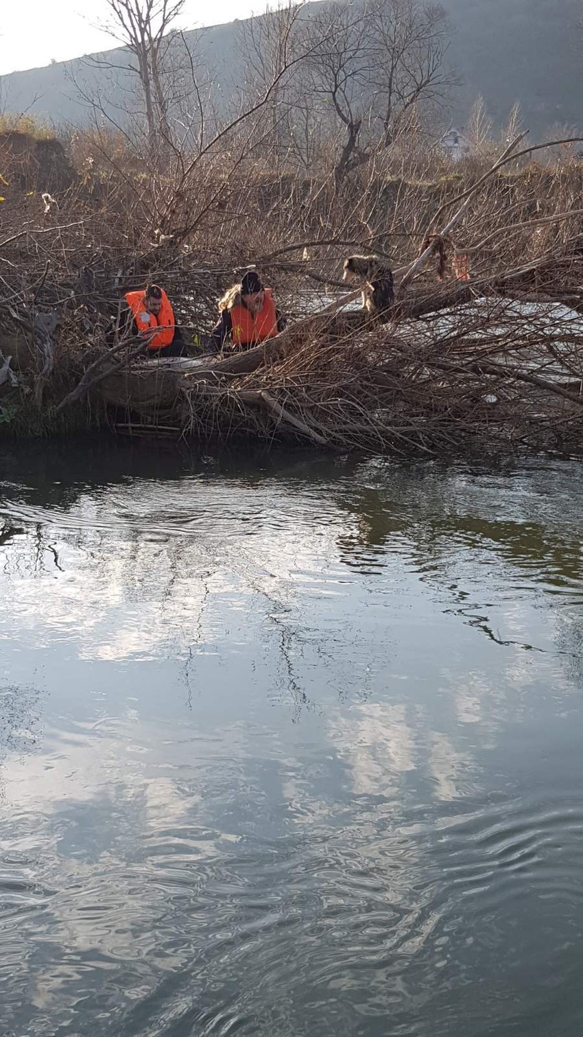 Drvo je sa svih strana bilo okruženo vodom, a reka je na tom mestu duboka i dosta brza, kažu ribočuvari