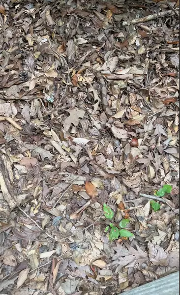Sprawdź, co kryje się wśród liści (Fot. TikTok/@rustyssnakeadventures)