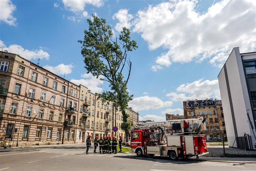 Przechylone drzewo zablokowało skrzyżowanie ulicy Zielonej i Strzelców Kaniowskich