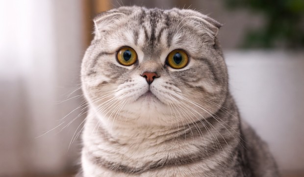 Mačka škotski fold