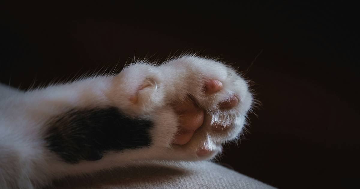 Kot Krzyś usunięty z prokuratury. Nawywijał i nie może już wrócić