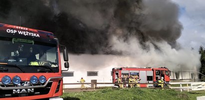 Strzeliły korki i zaczęło się piekło.  Dramat właścicieli stadniny w Lubuskiem