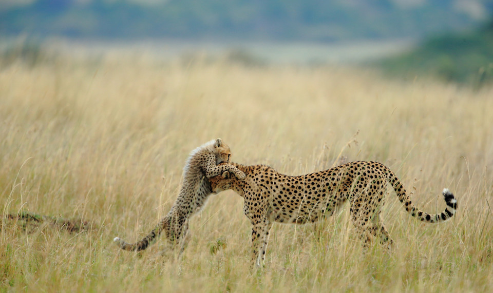 National Geographic Photography Contest 2012