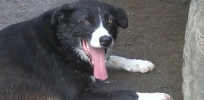 Pies przebiegł ponad 300 km żeby wrócić do domu