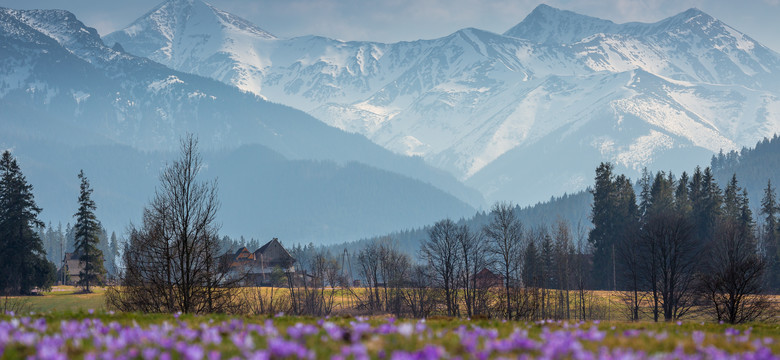 Na to niebezpieczeństwo trzeba uważać w Tatrach. Chowają się wśród kwiatów