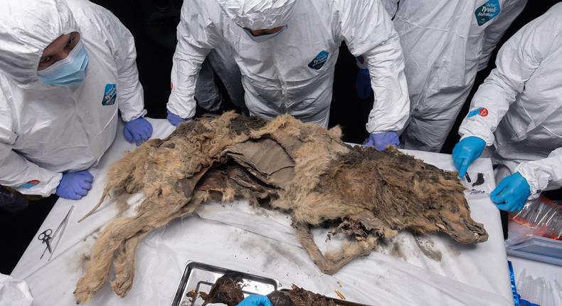 Locals discovered this mummified wolf in the thawing permafrost in Siberia.North-Eastern Federal University